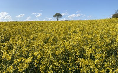 Das Schöne so nah: Urlaub vor der Haustür