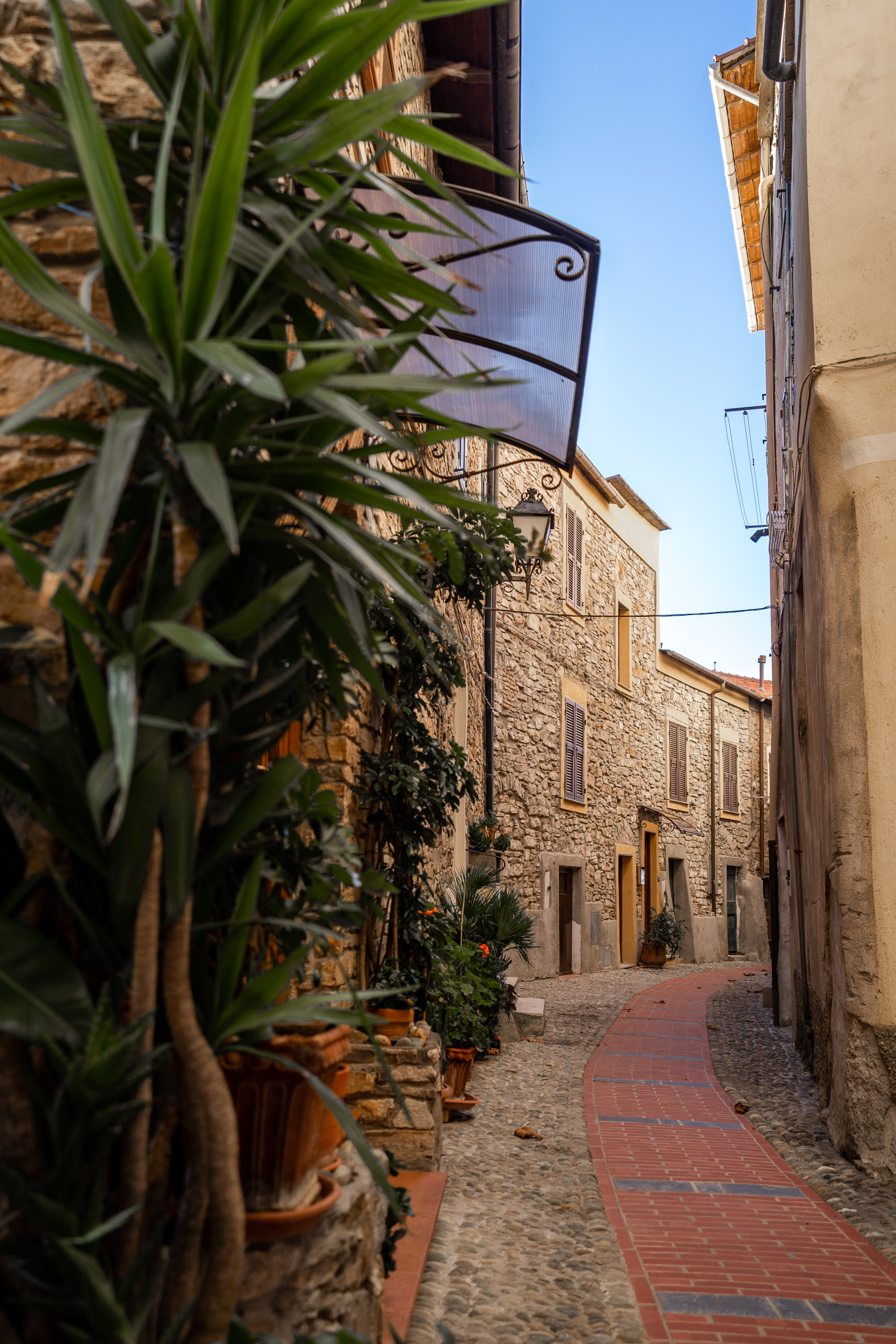 Cipressa